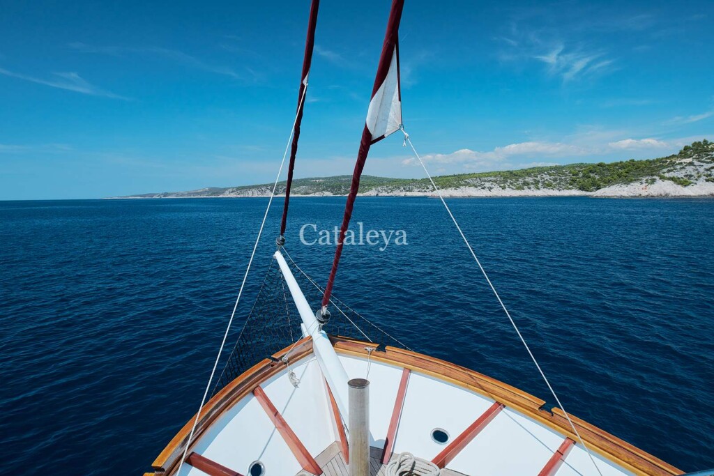 Cataleya Cataleya