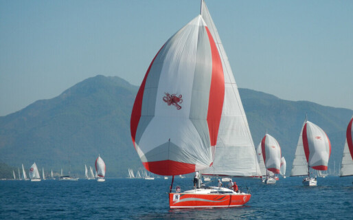 Salona 41, Wild Bee